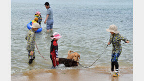 ‘반려견 계곡 입수’ 엇갈린 시선…“자연, 인간의 것 아냐” vs “비위생적”