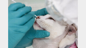 조류인플루엔자 검출 고양이 사료, 고병원성 확진…‘추적조사 중’