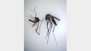 제주에서 올해 첫 뎅기열 환자…동남아 여행 후 증상