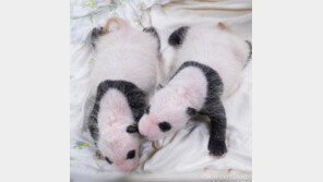 생후 27일 쌍둥이 판다, 첫 뒤집기 성공…“부모처럼 마음 벅차”