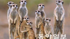 곳곳에서 ‘묻지마 범죄’, 미어캣 처럼 살아야 하나? 일주일 사진 정리