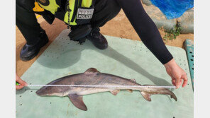 ‘길이 82㎝ 상어 사체 발견’…인천 하나개해수욕장 ‘주의’