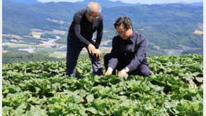 한 달새 159% 뛴 배추…농식품부 “일시적 출하량 감소 영향”