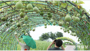 조롱박과 사진 한 컷 