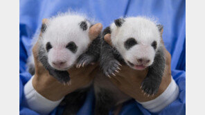 생후 한 달 맞은 쌍둥이 판다 