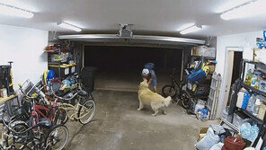 차고 침입한 도둑 반긴 ‘골댕이’…발라당 배 까고 폭풍 애교