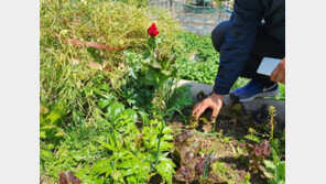 어촌·섬 지역 양귀비 밀경작 단속, 65명 적발…2000여주 압수