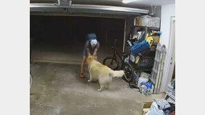 “저 쓰다듬고 훔쳐 가세요”…美서 자전거 도둑 반긴 강아지 [영상]