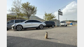 “한국 맞아?” 도로에 미어캣이 두리번…외래종 잇따라 발견