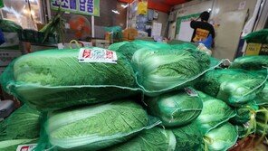 장마-폭염에 배추값 1주새 43% 껑충 