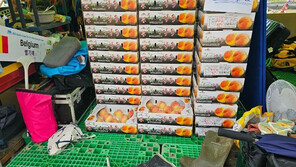 “많이 잡수세요”…잼버리에서 복숭아 두 박스 훔쳐간 부부