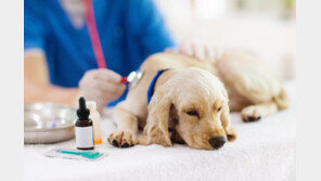 10월부터 반려동물 병원비 부담 준다…엑스레이 등 100여 개 진료 부가세 면제