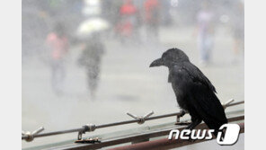 “승강기에 갇혔다” 출근 시간대 소동…전선에 앉은 까마귀 탓