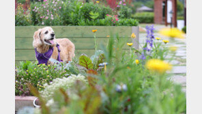“댕댕이 덥겠네” 털 밀어도 될까?…“그러다 화상 입어요”