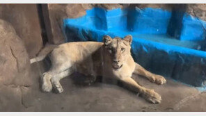 ‘갈비사자 바람이’ 떠난 부경동물원엔 아직 4살 딸 갇혀 있다