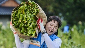 KT&G, 잎담배 수확 봉사활동 진행… 농가와 상생 17년째 이어가