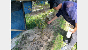 “수확도 못 해보고 절반 폐기” 연이은 자연재해에 농가 ‘망연자실’ 
