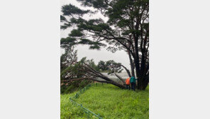 태풍 카눈 북상…구미서 400년된 천연기념물 ‘반송’ 쓰러져