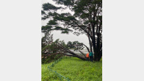 태풍 ‘카눈’에 400년 된 천연기념물 ‘반송’ 일부 쓰러져 
