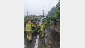 낙석, 나무쓰러짐, 청주공항 결항…충북 ‘카눈’ 피해 잇따라