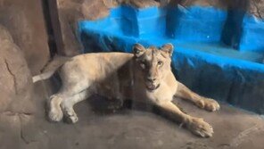 ‘갈비 사자’ 구조된 그 곳에 이번엔 4살 딸 사자 갇혔다