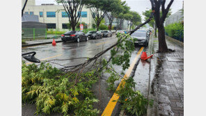 나무 쓰러지며 행인 덮치는 등 피해 속출…대전·충남 전역 ‘태풍경보’