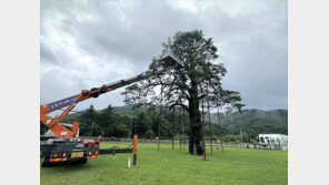태풍 카눈에 꺾인 가지 절단 수술…천연기념물 속리산 ‘정이품송’ 수난사