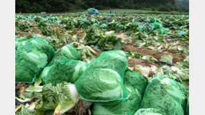 배추 도매가, 한달새 161% 껑충… 장마-폭염 영향 