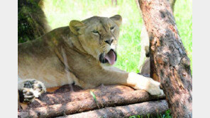 고령군 사설 목장서 탈출한 암사자 사살…상황 종료