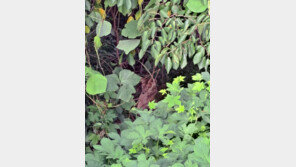 ‘목장 탈출’ 암사자 결국 사살…불법사육 여부 파악 중