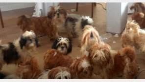 포항 동해면서 구조된 시츄 48마리 중 30마리 새 가족 찾아