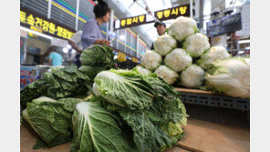 한 달 새 160% 오른 배추…정부, 일평균 300톤 방출 수급관리