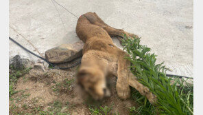 ‘멸종위기종 2급’ 암사자, 왜 마취 포획 아닌 ‘사살’ 선택했나?