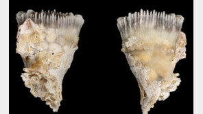 독도 해역서 미기록종 ‘둥근측컵돌산호’ 발견…국내 서식 처음 확인