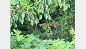 20년 갇혔던 사순이…“그저 그늘에 눕고 싶었는지도, 왜 죽여야 했나”