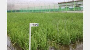 가루쌀 종자 125t 보급… 농가에 재배 노하우 전수 