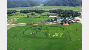 50년간 쌀 품종 개량에 매진… 식량부족 국가서 농업기술 원조 국가로 ‘우뚝’
