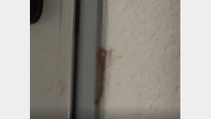 가사도우미 다녀간 뒤 반려묘 피범벅, 집안 곳곳 혈흔…“길고양이인 줄”