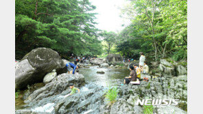 계곡에 물막이 설치, 초등생 형제 휩쓸린 식당 업주 입건 방침