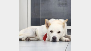 주인 학대에 ‘낑’ 소리도 안 낸 ‘둥이’ 근황…견주 “소유권 포기”