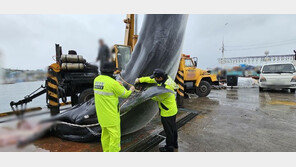 해양보호종 ‘참고래’ 포항서 혼획…연구·교육용 수거