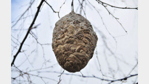 포천서 밭일하던 70대, 말벌떼에 쏘여 숨져 