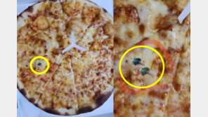 피자 위 똥파리 떡하니…합성 사진 올리고 “비위생적” 리뷰 남긴 손님