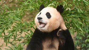 ‘영원한 아기 판다’ 푸바오, 내년 3월 전후 중국으로…“귀환 협의 시작”