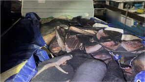 포획금지 ‘밍크고래’ 17마리 사냥·유통한 일당 55명 검거