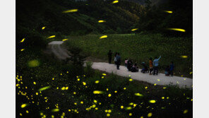 수천마리 반딧불이의 향연… 무주에 생명의 빛이 뜬다