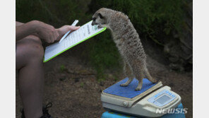 올챙이부터 기린까지 1만4000마리…체중 재는 런던 동물원