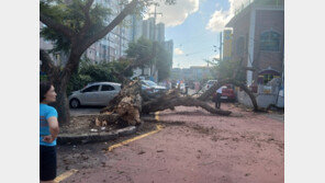 멀쩡하던 고목 갑자기 쓰러져…차량 5대 파손, 인명피해 없어