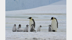 “남극 황제펭귄, 온난화로 금세기말 준멸종 직면할 것”