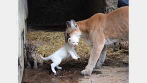 전 세계에 딱 4마리…‘하얀 퓨마’ 탄생